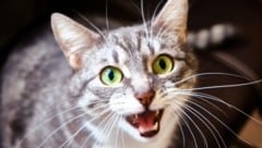 In dem Haus der Japanerin wurden auch zwölf lebende Katzen entdeckt (Symbolbild). (Bild: stock.adobe.com)