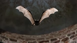 Ein Nilflughund (Bild: Jerome - stock.adobe.com)