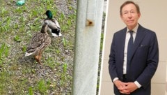 Die beiden Enten „flüchteten“ vor angriffigen Krähen auf die Straße. (Bild: Krone KREATIV/Gerhard Bartel Privat)